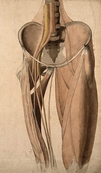 Muscles, bones and blood-vessels  of the pelvis. Pen and ink, with pink, yellow and brown watercolour washes, by C. Landseer, ca. 1815.