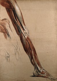 Right écorché leg and foot (life-size), showing the bones, muscles and tendons, with three sketches of the knee joint. Red chalk and pencil drawing, with bodycolour, by C. Landseer, ca. 1815.