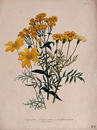 Three ornamental yellow flowers, including a French marigold (Tagetes patula). Coloured lithograph, c. 1843.