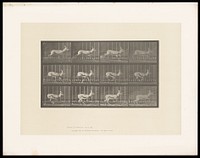 An antelope running. Collotype after Eadweard Muybridge, 1887.