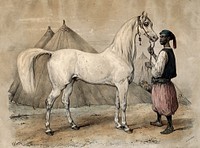 Nidjb, a horse from Muscat (Oman) presented to King Louis Philippe of France, held by an African man. Coloured chalk lithograph by V.J. Adam, 1847.
