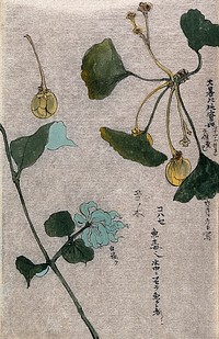 Two plants, a fruiting branch of a maidenhair tree (Ginkgo biloba) and a liane stem. Watercolour.