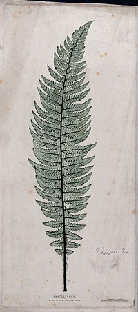 A fern frond, possibly of the male fern (Dryopteris filix-mas). Colour nature print, c. 1860.