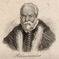 Ulisse Aldrovandi. Line engraving.