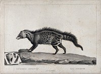 A civet or skunk walking past a slab of stone on which its image is engraved. Etching by S. C. Miger, ca. 1808, after N. Maréchal.