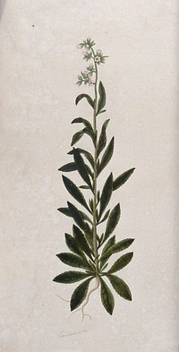 A bellflower (Campanula species): entire flowering plant. Watercolour.
