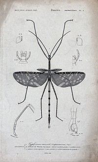 A stick insect surrounded by parts of its bodily structure. Etching by Lebrun after Blanchard.