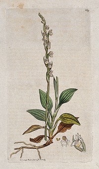 Creeping lady's-tresses (Goodyera repens): flowering stem, root and floral segments. Coloured engraving after J. Sowerby, 1795.