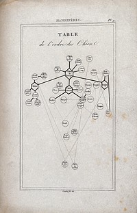 A chart delineating the dog pedigree and interrelations. Engraving by L. F. Couché.