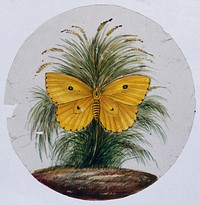 A yellow butterfly with two 'eyes'. Gouache painting on mica by an Indian artist.