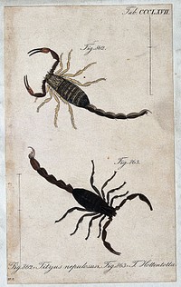Two scorpions: Tityus nepulosus and Tityus hottentotta. Coloured engraving.