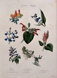 Seven different types of sage (Salvia species): flowering stems. Coloured lithograph.