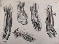 The circulatory system: dissections of the arm and shoulder, with arteries and blood vessels indicated in red. Coloured lithograph by J. Maclise, 1841/1844.