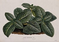 A plant (Fittonia argyroneura): leafy plant. Chromolithograph by L. van Houtte, c. 1865.