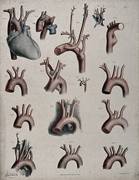 The circulatory system: dissections showing the aorta, arteries, veins and heart, with arteries and veins indicated in red and blue. Coloured lithograph by J. Maclise, 1841/1844.