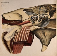 The ear: section showing the internal structure. Colour lithograph by F. Foedisch, ca. 1875.