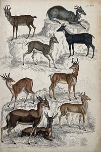 Nine different specimen of the family of antelopes (Bovidae) shown in a rock strewn habitat. Coloured etching by W. Warwick and J. Reid after Captain T. Brown.