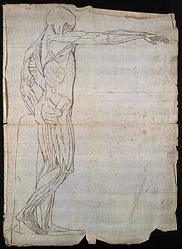 Muscleman: right lateral view. Ink drawing, 18th-19th century.