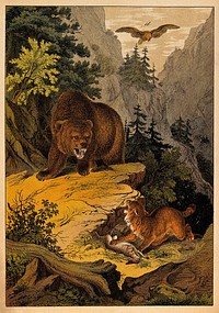 A bear and a lynx hissing and growling at each other over the prey, a hare. Colour lithograph.