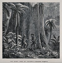 Two men standing by the huge trunk of an Australian mountain ash tree (Eucalyptus amygdalina). Wood engraving, c. 1867.