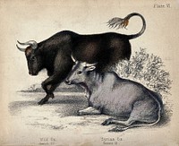 A Wild Ox and a Syrian Ox on a clearing. Coloured chalk lithograph.