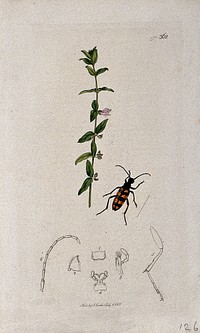 Skull cap or helmet flower (Scutellaria minor) with an associated beetle and its anatomical segments. Coloured etching, c. 1831.