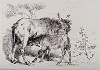 A donkey licking its foal while it is feeding. Etching by C. Lewis after E. H. Landseer.