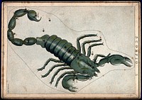 Astrology: signs of the zodiac, Scorpio. Coloured engraving.