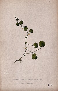 Cornish moneywort or pennywort plant (Sibthorpia europaea): flowering and leafy stem. Coloured lithograph by W. G. Smith, c. 1863, after himself.