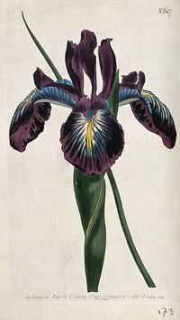 An English iris (Iris latifolia): flower and leaf. Coloured engraving by F. Sansom, c. 1803, after S. Edwards.