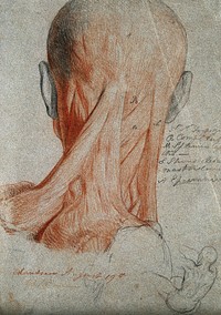 Head and neck of an écorché figure, seen from behind, and small sketch of male nude in action. Red chalk and pencil drawing, by C. Landseer, 1815.
