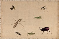 Seven insects, including a grasshopper, praying mantid and stag-beetle. Gouache painting.