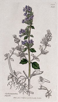 Calamint (Calamintha species): flowering stem, roots and floral segments. Coloured engraving after J. Sowerby, 1805.