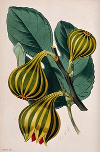 A fig plant (Ficus carica var.): fruiting stem and leaf. Coloured lithograph, c. 1869, after W. Fitch.