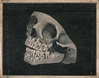 Jaw and part of skull of an animal. Engraving by I. Parks after G. Kirtland, 1805.