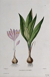 Autumn crocus (Colchicum autumnale): entire flowering and fruiting plants. Coloured etching by A. Duménil, c. 1865, after P. Naudin.
