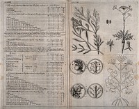 Left, table of ancient Greek measures; right, the leaves, seed and roots of the Asa foetida plant. Engraving with etching.
