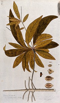 A plant (Terminalia angustifolia Jacq.) related to the Indian almond: leafy stem with separate segments of fruit and seed. Coloured engraving after F. von Scheidl, 1776.