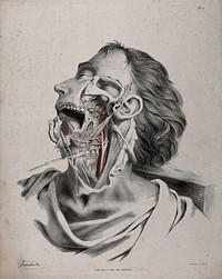 The circulatory system: partial dissection of the neck, jaw and face of a man, with arteries and blood vessels indicated in red. Coloured lithograph by J. Maclise, 1841/1844.