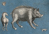 A wild boar or warthog, a horse, a squirrel and a lizard . Cut-out engravings pasted onto paper, 16--.