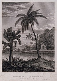 A man climbing a coconut palm (Cocos nucifera L.) which stands by a banana plant (Musa sp.), in a waterside setting in Bombay, India. Engraving by J. Shury after J. Forbes, 1768.