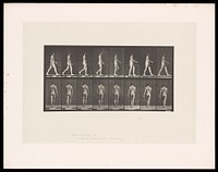 A naked man walking. Collotype after Eadweard Muybridge, 1887.