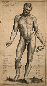 A male nude, seen from the front, holding an apple. Engraving by F. Boitard after a woodcut.
