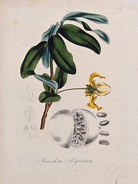 Calabash nutmeg plant (Monodora myristica): flowering stem, fruit and floral segments. Coloured lithograph.