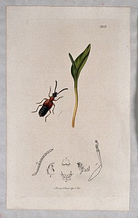 A fern with an associated insect and its abdominal segments. Coloured etching, c. 1830.