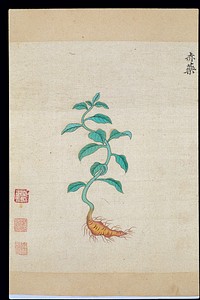 Ming herbal (painting): Paeonia lactiflora Pall.