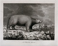 A polar bear encountered by Captain Cook on his third voyage (1777-1780). Engraving by P. Mazell, 1784, after J. Webber.