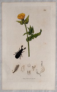Ox-tongue plant (Picris echioides) with an associated beetle and its anatomical segments. Coloured etching, c. 1830.