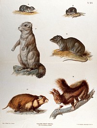 Rodents: six figures, including mice, a rat and a red squirrel. Chromolithograph by F. Gerasch, after A. Gerasch, 1860/1880.