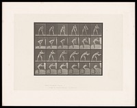 A naked man stands, hands resting on his knees. He straightens up and stretches over to his left to catch a ball. Collotype after Eadweard Muybridge, 1887.
